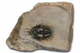 Top Quality Walliserops Hammi Trilobite - Foum Zguid, Morocco #381461-2